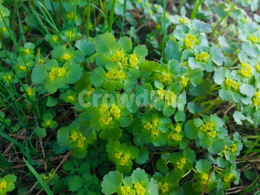 풀,꽃,식물,풀잎,녹색,봄,싱그러움,식물,자연,plants,nature