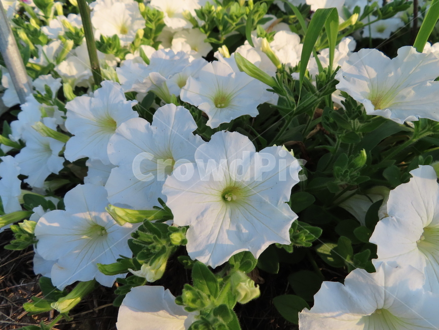 피어나다,꽃,흰색꽃,아름다움,식물,공원,귀여운,화려한,comeout,flowers,whiteflowers,beauty,plants,parks,pretty,beautiful