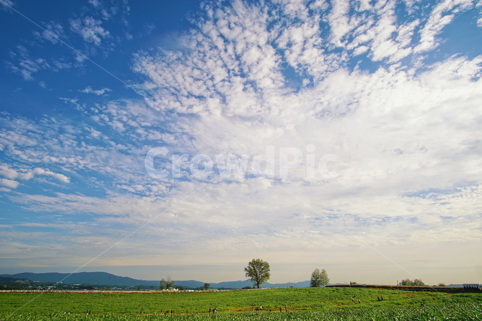 자연,nature,하늘,sky,들,field,목초지,grassland,구름,cloud,나무,tree,자연,풍경,nature,landscape,outdoors,옥외