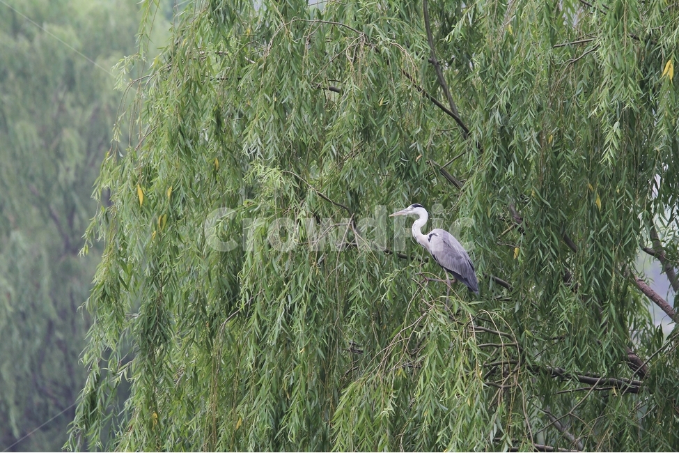 왜가리,학,새,나무와새,감성사진,버드나무,동물,animal,조류,새,birds