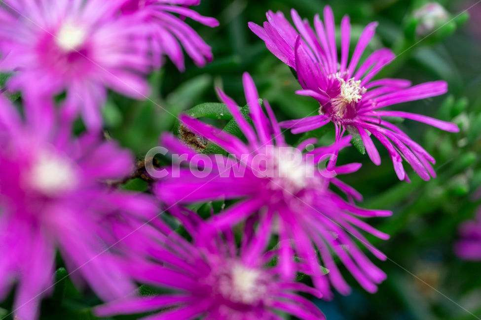 자연,힐링,plant,식물,pollen,화분
