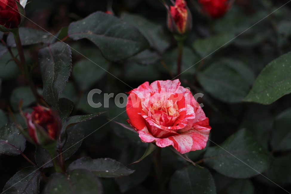 장미,rose,flower,꽃,플라워,식물,축제,향기,꽃향기,봄,계절,spring,season,식물,자연,plants,nature,꽃,flower,plant,blossom