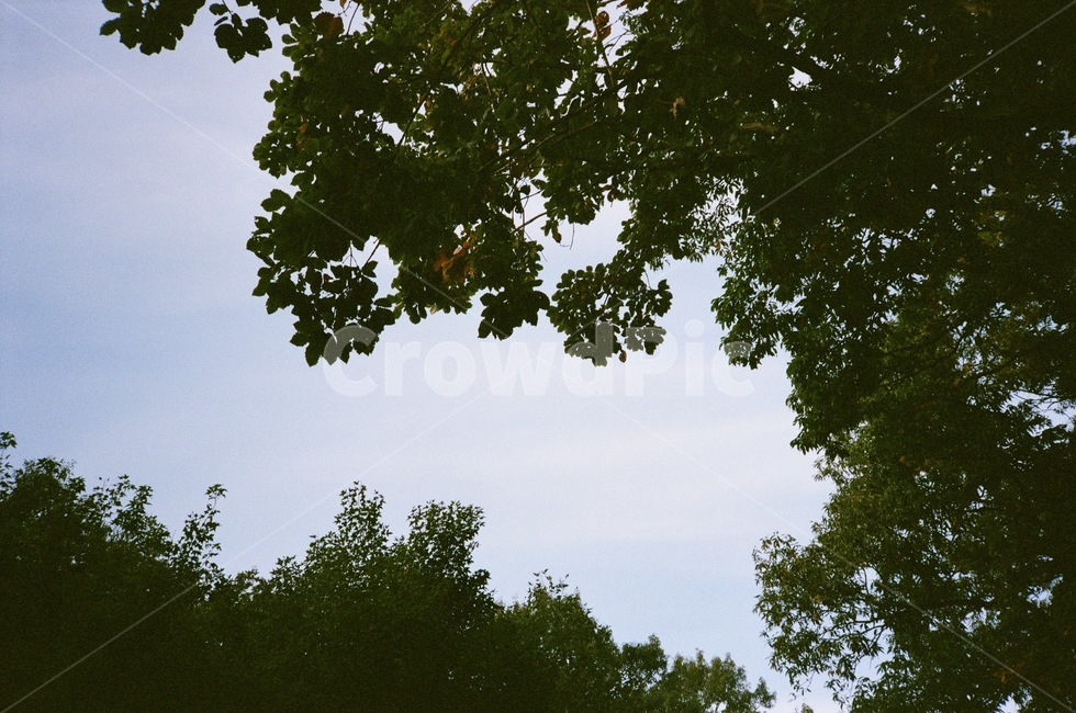 하늘,자연,나무,풀,tree,식물,자연,풍경,nature,landscape