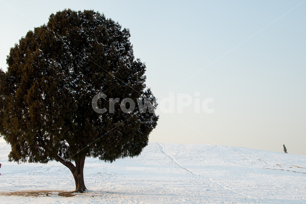 human,인간,person,사람,nature,자연,outdoors,옥외,snow,눈,winter,겨울,snowman,눈사람,안경,역광,올림픽공원,사람들,먼발치,나홀로,나무,한사람,겨울,계절,winter,season,자연,풍경,nature,landscape,식물,plants,나무,trees,wood