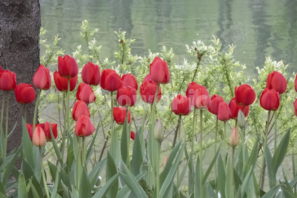 꽃,봄꽃,봄,튤립,빨강,레드,봄,계절,spring,season,식물,자연,plants,nature,꽃,flower,plant,blossom