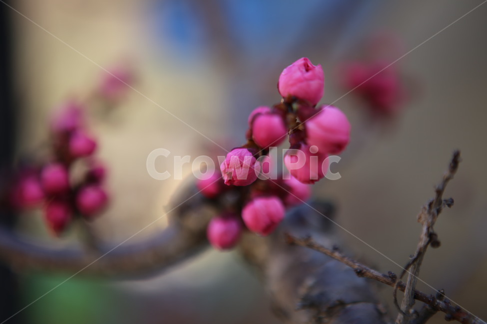 plant,식물,sprout,새싹,bud,싹,blossom,flower,꽃,분홍,식물,자연,plants,nature