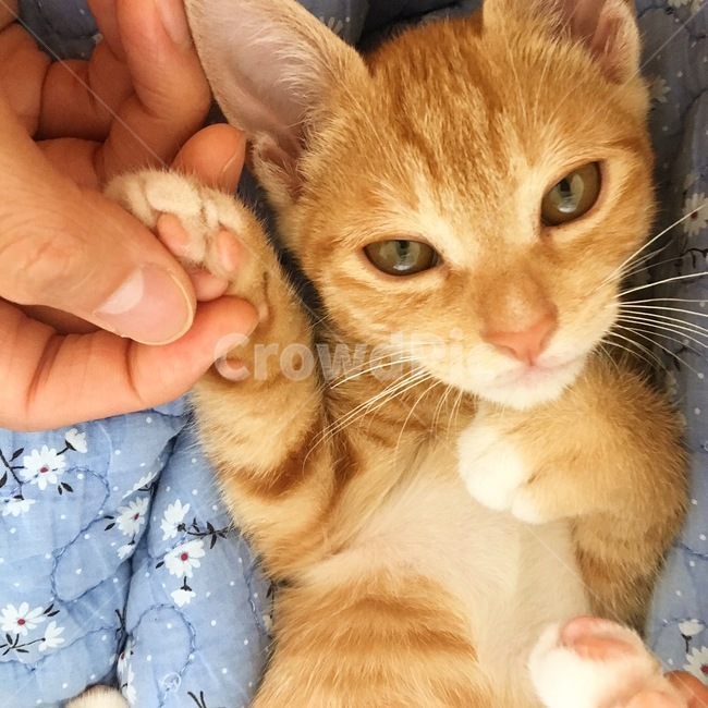 고양이,코숏,치즈코숏,코리아숏헤어,새끼고양이,아깽이,캣초딩,애기고양이,cat,반려묘,반려동물,동물,새끼,아기,애기,animal,동물,animal,포유류,mammal,고양이,cat,kitten,kitty