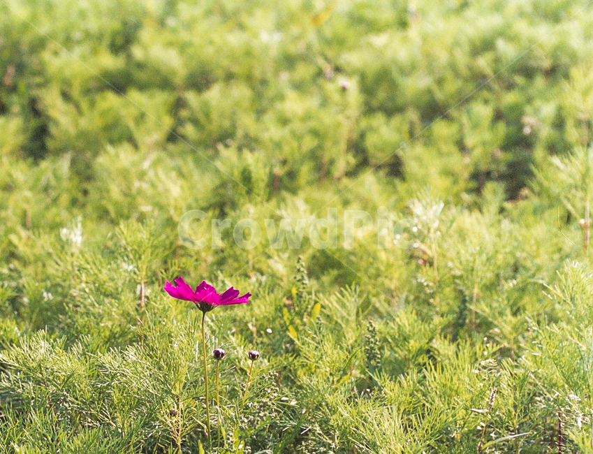 꽃,코스모스,자연,식물,밭,재배,outdoors,옥외,grassland,목초지,field,들