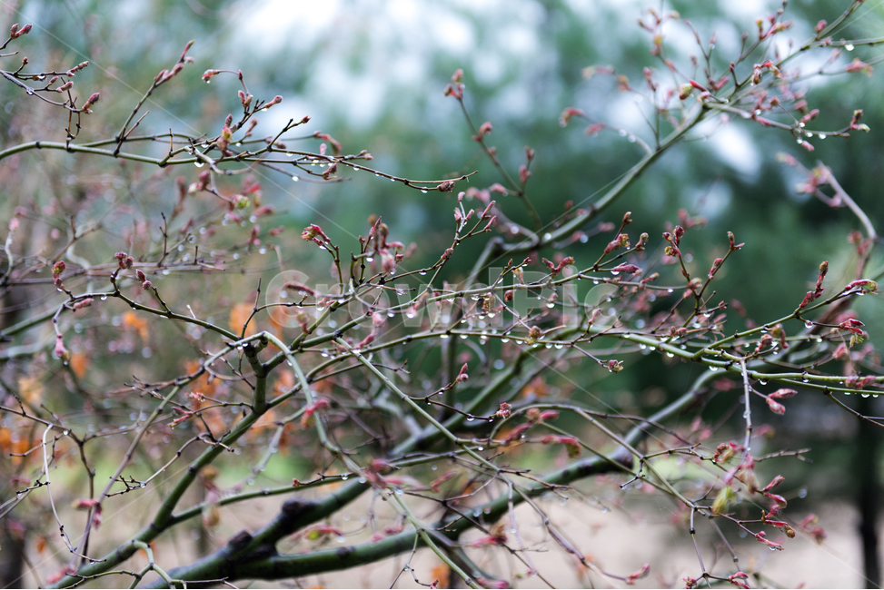 봄,봄비,물방울,빗방울,비,식물,자연,plants,nature,비,비오는날,rain,rainy