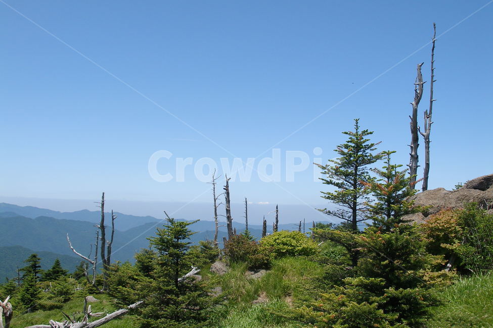 지리산제석봉,고사목,제석봉고사목,능선과고사목,여름제석봉,자연,풍경,nature,landscape,한국자연풍경,한국자연경관,korea nature landscape,plant,식물,tree,나무,abies,아비,fir,전나무