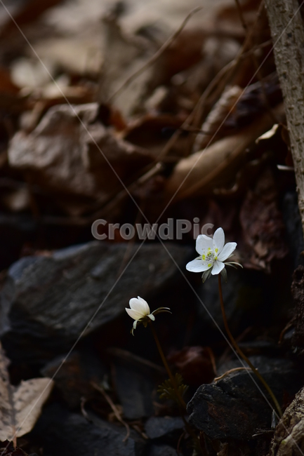 변산바람꽃,야생화,봄,꽃,흰색,자연,식물,식생,봄의전령사,풀꽃,미나리아재비과,plants,nature,spring,season,flower,식물,자연,plants,nature,꽃,flower