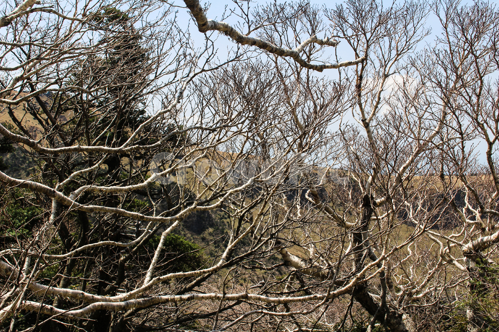 한라산,나무,기괴한,앙상한,불에탄,겨울,이상한,tree,trees,구름,마른,장작,뾰족한,자연,대한민국자연풍경,휘어진,비쩍마른,나뭇가지,뻗어있는,가지,무서운,덤불,나무덤불,자연,풍경,nature,landscape,plant,식물,tree trunk,나무 줄기