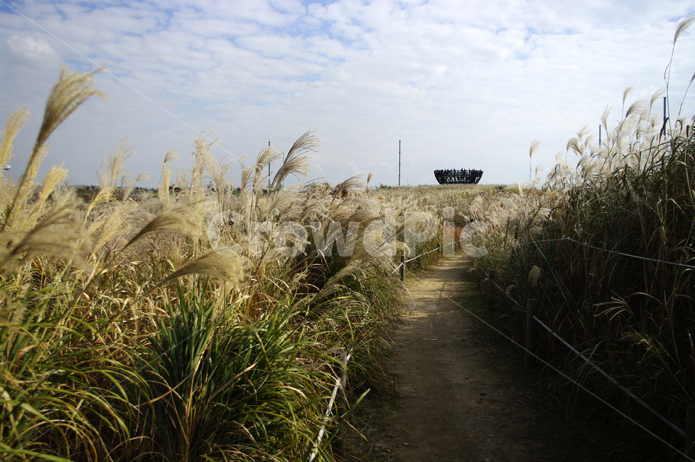 가을,억새,자연,nature,plant,식물,하늘,구름,자연,풍경,nature,landscape,grass,잔디,lawn,reed,갈대