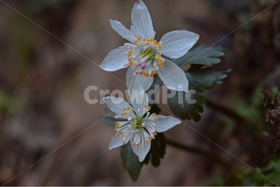 너도바람꽃,whitesnowdrop,야생화,이른봄,희귀식물,흰색,식물,자연,plants,nature,꽃,flower