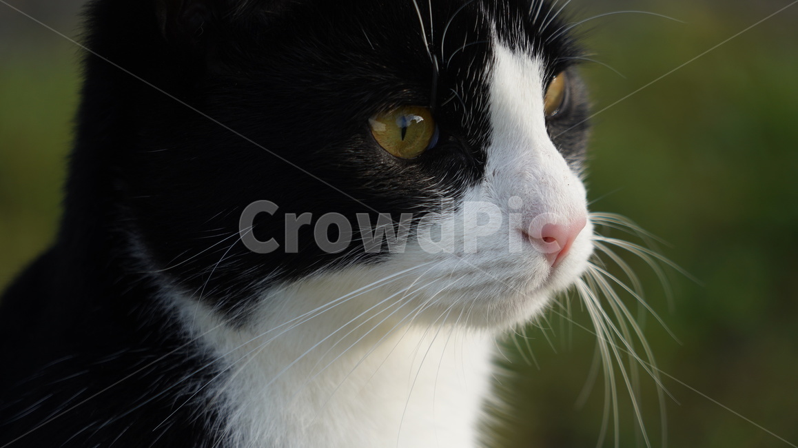 고양이,길고양이,고양이얼굴,cat,애완고양이,검정고양이,동물,animal,포유류,mammal,고양이,cat,kitten,kitty