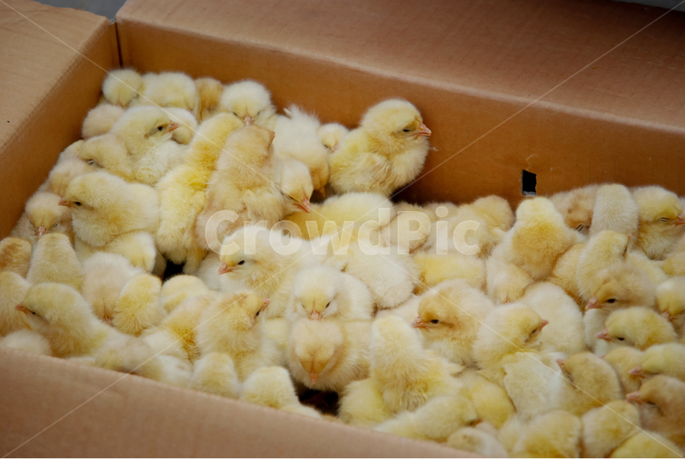 동물,병아리,닭,animal,chick,chicken,동물,animal,조류,새,birds