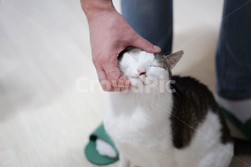 고양이,애완동물,코리안숏헤어,야옹이,동물,포유류,동물,animal,포유류,mammal,고양이,cat,kitten,kitty,사람,인물,인간,human,person,신체일부,몸,body