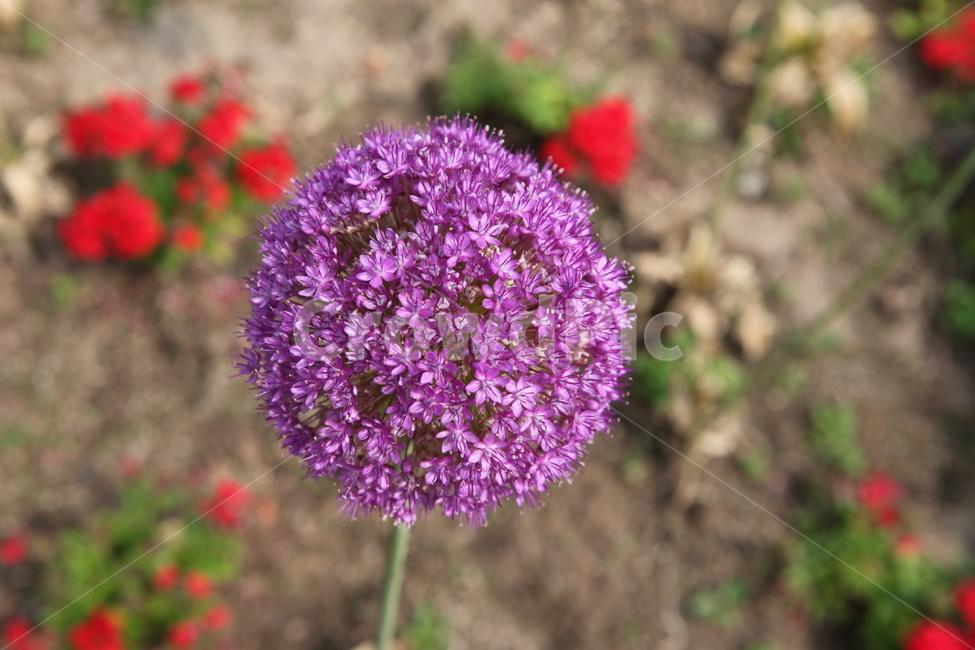 식물,꽃,수목원,여름,flower,식물,자연,plants,nature,꽃,flower