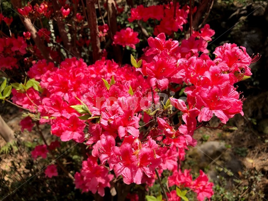 꽃,봄꽃,flower,빨강,red,봄