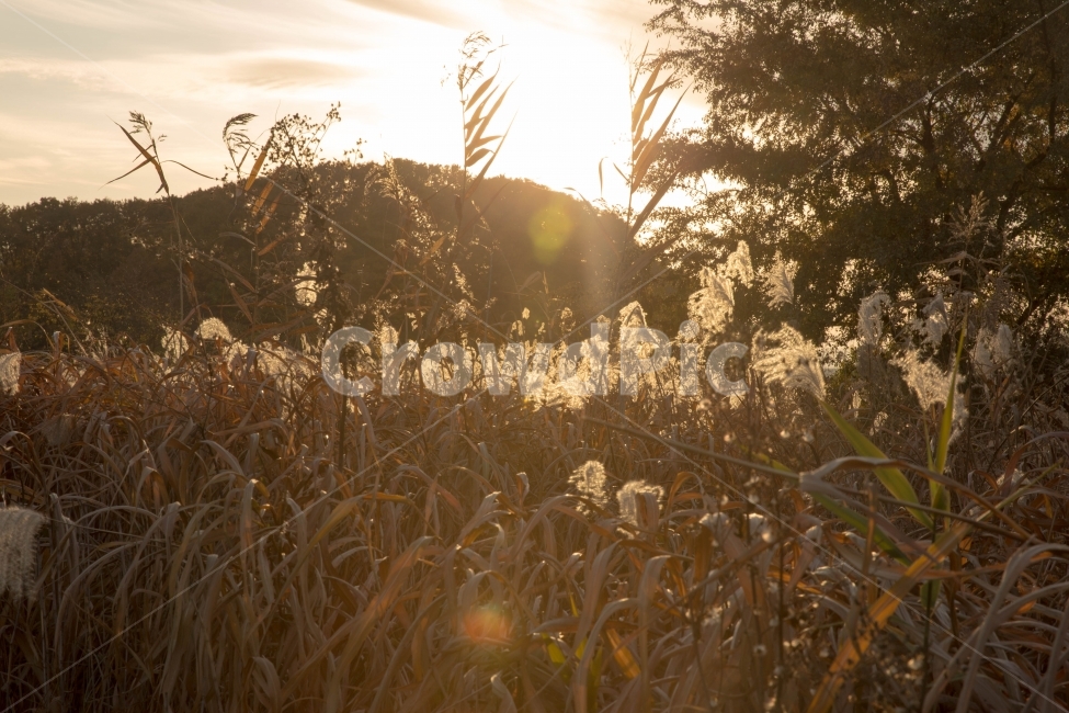 노을,가을,갈대,풍경,사진,가을,계절,fall,autumn,season,자연,풍경,nature,landscape,휴식,힐링,rest,relaxation,healing,light,빛,flare,플레어,grass,잔디,plant,식물
