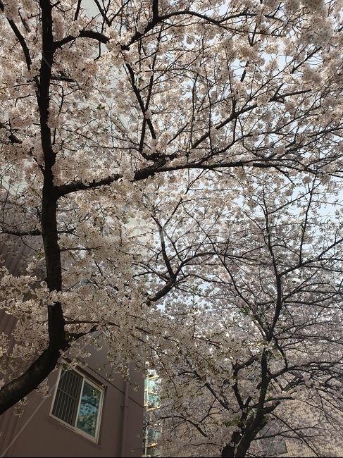 봄,꽃,벚꽃,꽃놀이,나무,벚꽃놀이