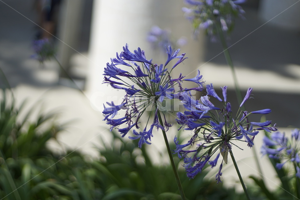 독초,파란꽃,flower,blueflower,외국꽃,식물,자연,plants,nature,꽃,flower