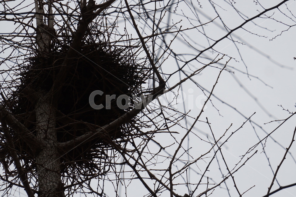 까치집,둥지,새집,나뭇가지,가지,3월,나무위,식물,자연,plants,nature,나무,trees,wood
