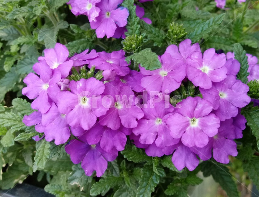 버베나,꽃,보라색꽃,verbena,화단용,일년초,식물,자연,plants,nature,꽃,flower