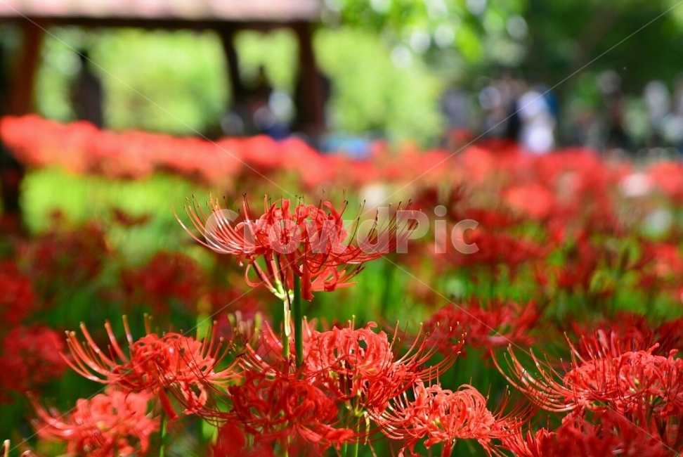 꽃사진,선운산,꽃무릇,여행,가을꽃,고창여행,고창선운산,flower,선운산꽃무릇,가을여행,꽃여행,travel,상사화,가을,자연,풍경,nature,plants,식물,포토,사진자료,배경,배경사진,동양,아시아,7월,8월,9월,전라북도,고창,휴식,힐링,healing,디자인,꽃잎,식물,자연,plants,nature,꽃,flower