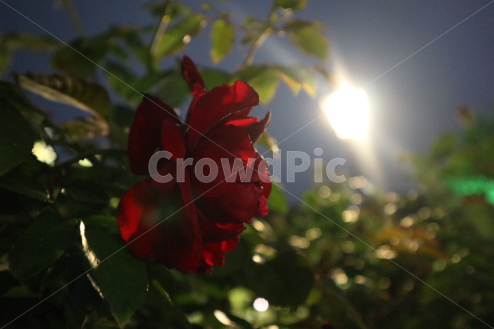 장미,희망,사랑,감성,빛,꽃,식물,rose,light,flower,blossom,plant,flare