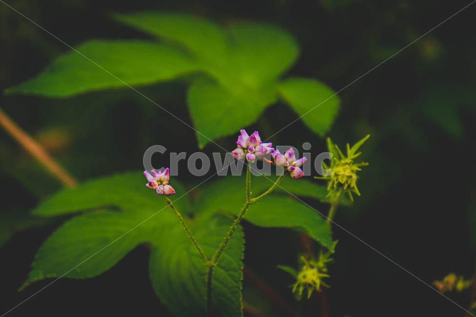 flower,식물,geranium,plant,제라늄,blossom,꽃,고마리,정물,식물,자연,plants,nature,꽃,flower