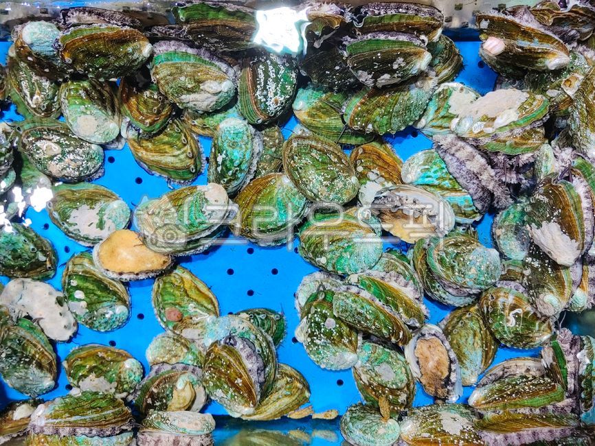 fish market,ear clam,ours,live abalone,ingredients,abalone,fish and shellfish,marine life,seafood,natural product,cooking ingredients,food,aquarium,health food,animated,sea creatures,domestically produced,mollusk,raw fish restaurant