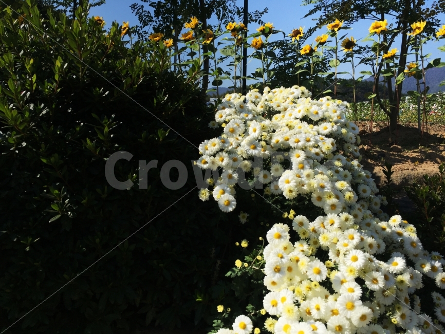 풍경,꽃,따뜻함,꽃밭,햇빛,식물,자연,plants,nature,꽃,flower