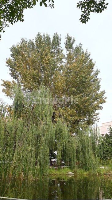 tree,나무,plant,식물,호수,공원,버드나무,자연,nature,water