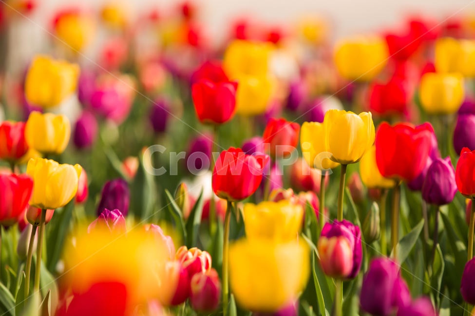 green,Tulip,nature,Complementary color contrast,yellow flower,yellow,bright yellow,summer,flower,Red,bright red,purple,flower background,colorful