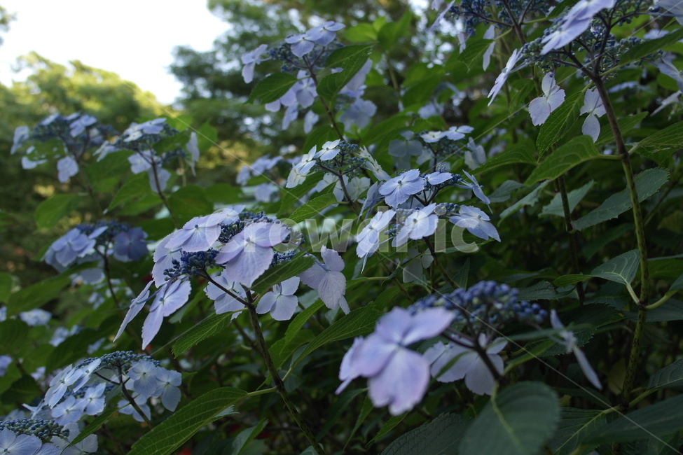 leaf,잎,plant,식물,flower,blossom,꽃,acanthaceae,잔잔과