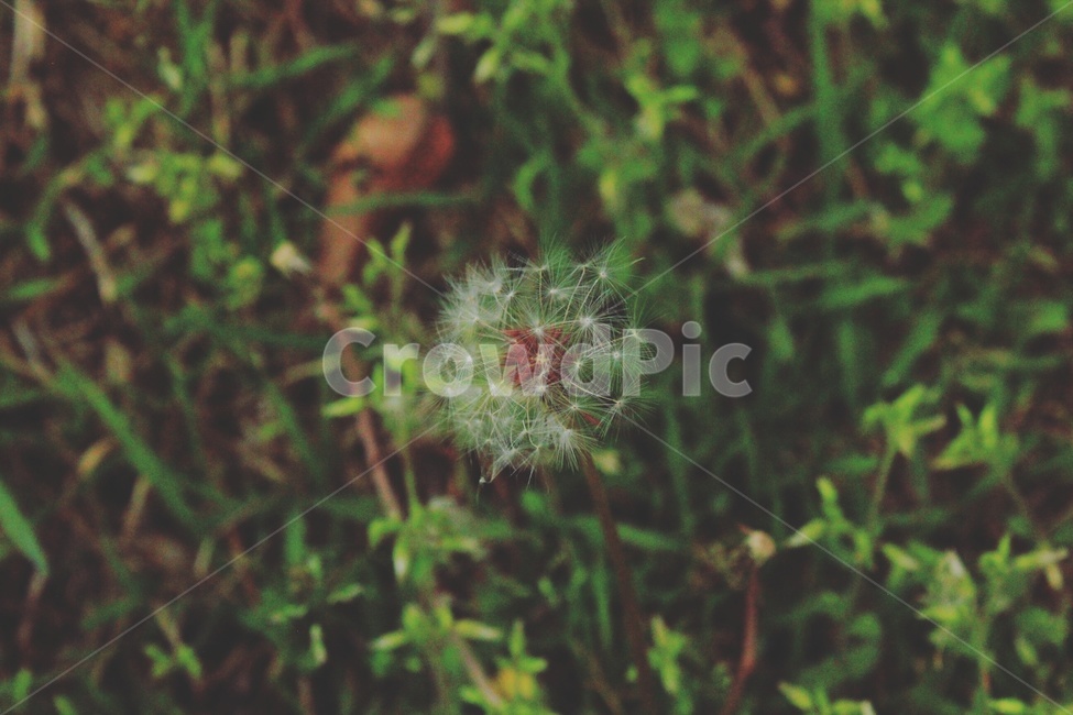 민들레,민들레씨,꽃,식물,아웃포커싱,식물,자연,plants,nature