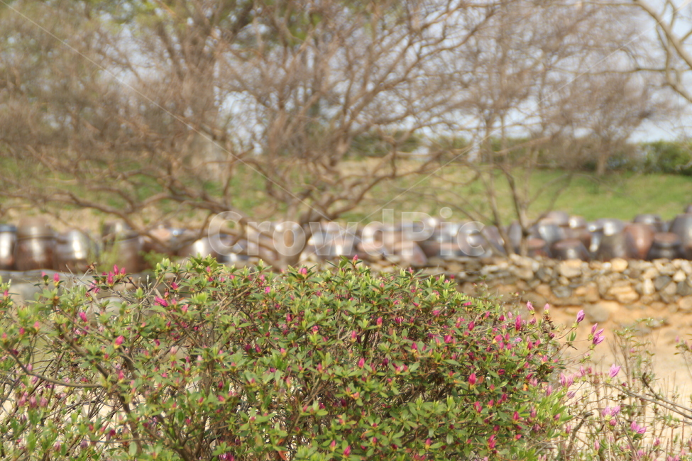 봄,항아리,장독,옹기,꽃,철쭉,배경,spring,pot,flower,royalazalea,background