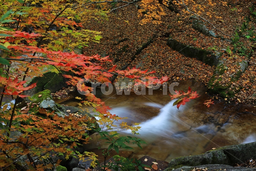 leaf,잎,tree,나무,maple,water,nature,자연,outdoors,옥외,stream,흐름,plant,식물,강원도,인제,방태산,방태산폭포,방태산가을,폭포,가을,추색,단풍,단풍잎,낙엽,만추,물흐름,계곡,가을,계절,fall,autumn,season,자연,풍경,nature,landscape