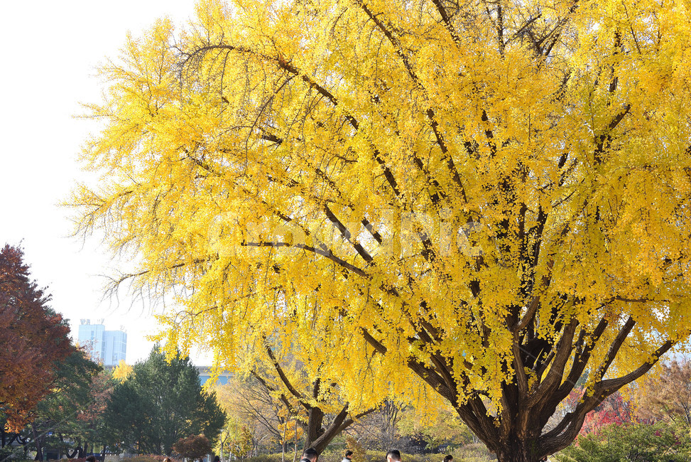 은행나무,나무,단풍,식물,tree,가을,계절,fall,autumn,season