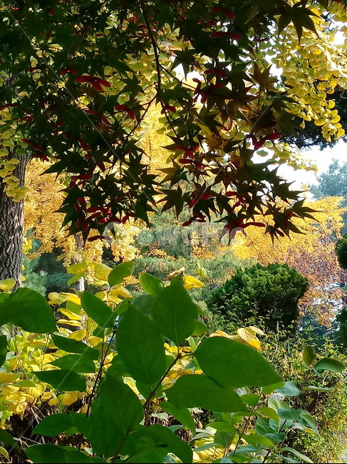 가을,단풍,낙엽,maple,plant,식물,단풍나무,단풍잎,leaf,잎,tree,나무,계절,fallautumnseason,가을단풍,자연,풍경,경치,가을,계절,fall,autumn,season,식물,자연,plants,nature,나무,trees,wood