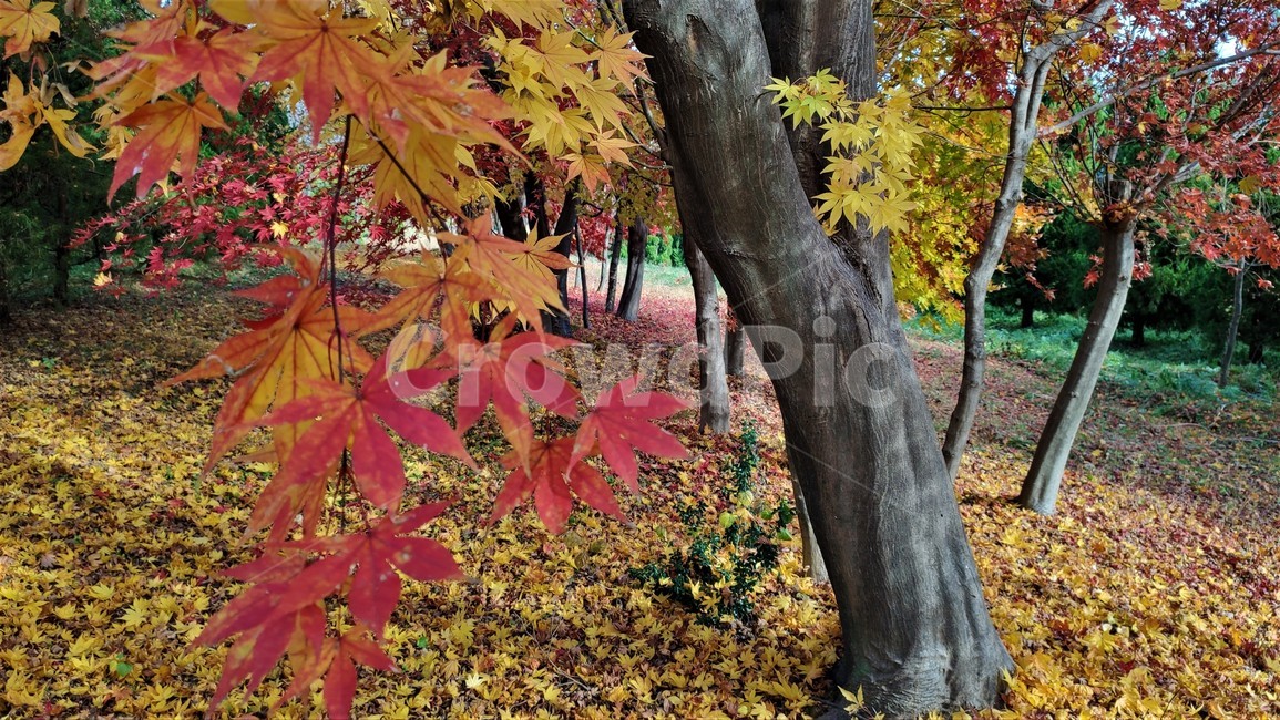 단풍,가을단풍,엽록소,maple,가을,plant,식물,leaf,잎,tree,나무