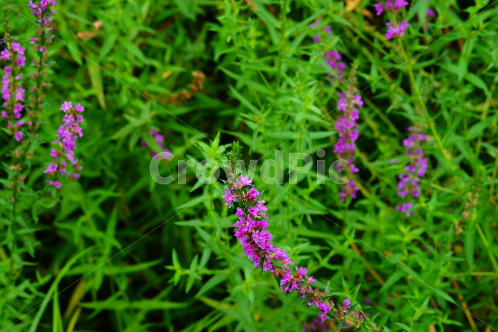purple,plant,식물,flower,꽃,geranium,blossom,제라늄