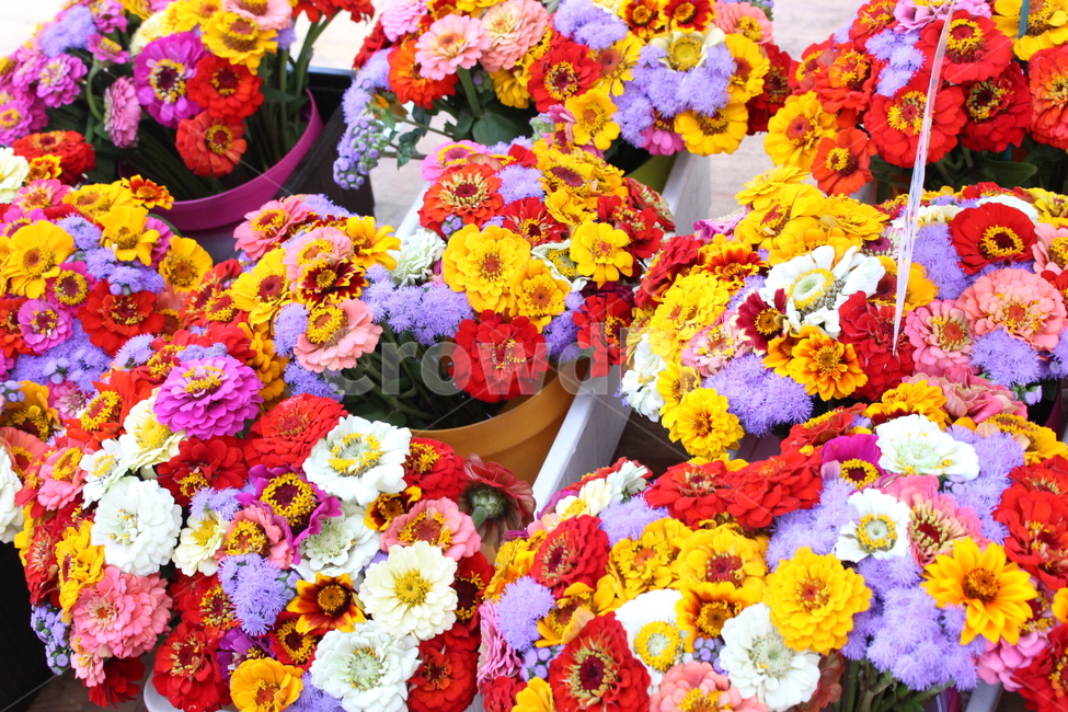 꽃,flower,화분,꽃집,봄,여름,꽃다발,빨강,보라,연보라,흰색,화이트,plant,식물,pink,노랑,색색깔,color,spring,색깔,실내용화초,화분,화초,house plant