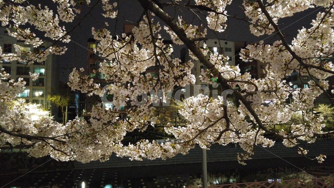 벚꽃,벚나무,밤,night,blossom,꽃,불광천