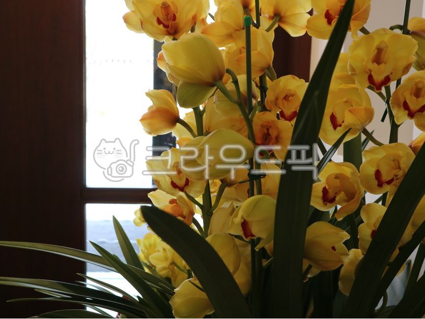 blossom,yellow flower,orchid flower pot,flower