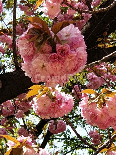 분홍겹벚꽃,겹벚꽃나무,봄꽃나무,장미과,겹벚꽃부케