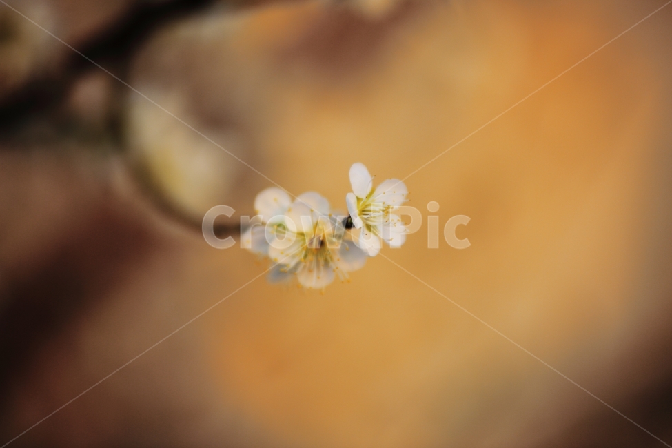 봄꽃,꽃,봄,배경화면,바탕화면,아웃포커싱,자연,풍경,봄,계절,spring,season,식물,자연,plants,nature,꽃,flower,감성,sensible,feeling,plant