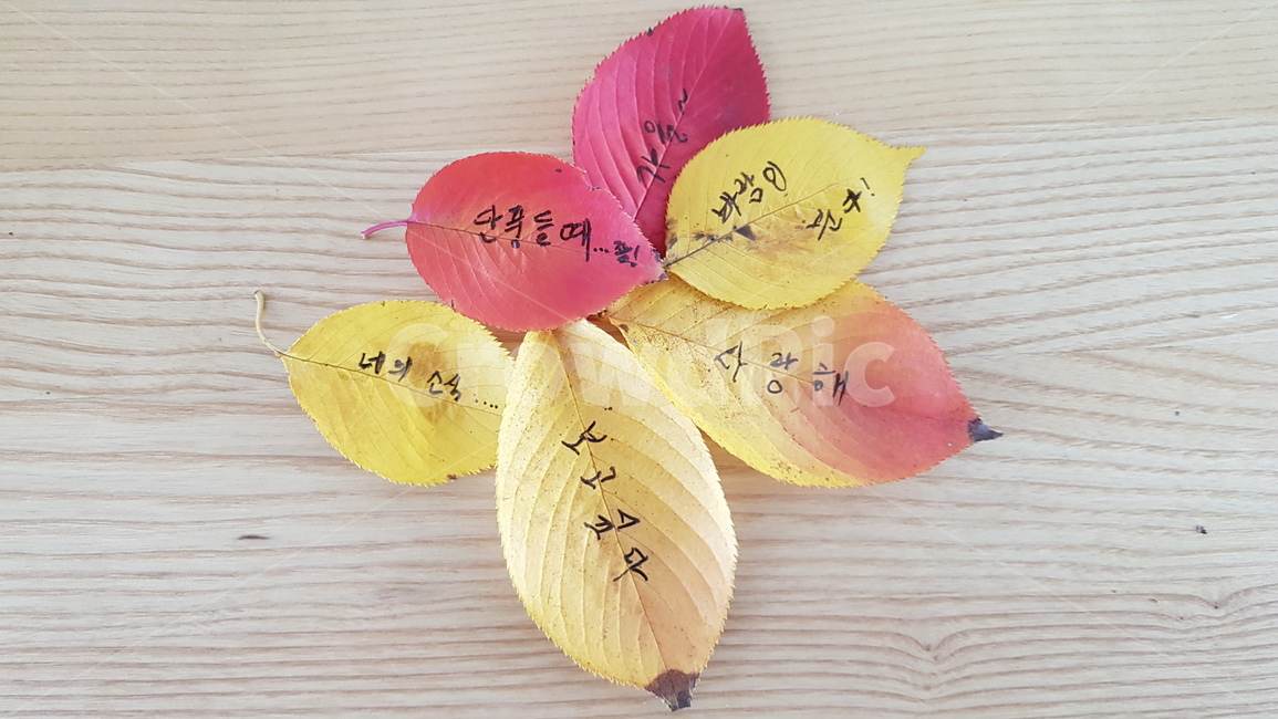 단풍,가을,낙엽,단풍잎,나뭇잎,노랑,빵강,글씨,보고싶다,그리움,안부,다섯잎,가을,계절,fall,autumn,season