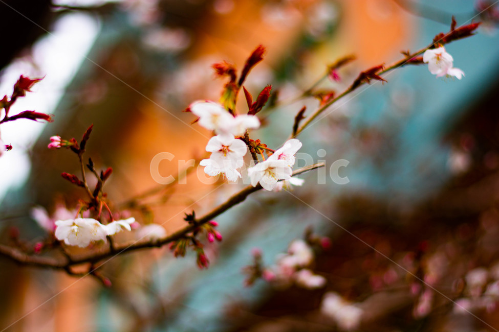 plant,식물,flower,blossom,꽃,벚꽃,cherryblossom,봄,계절,spring,season,식물,자연,plants,nature,꽃,flower
